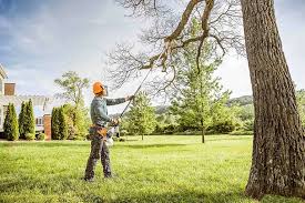 Lawn Renovation and Restoration in Dry Ridge, KY