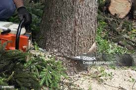 Best Arborist Consultation Services  in Dry Ridge, KY
