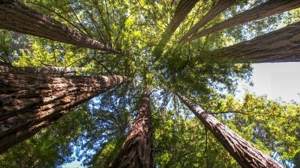 How Our Tree Care Process Works  in  Dry Ridge, KY