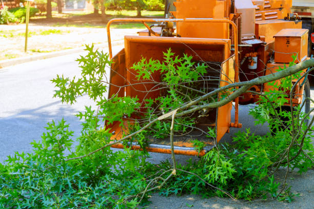 Best Tree Risk Assessment  in Dry Ridge, KY