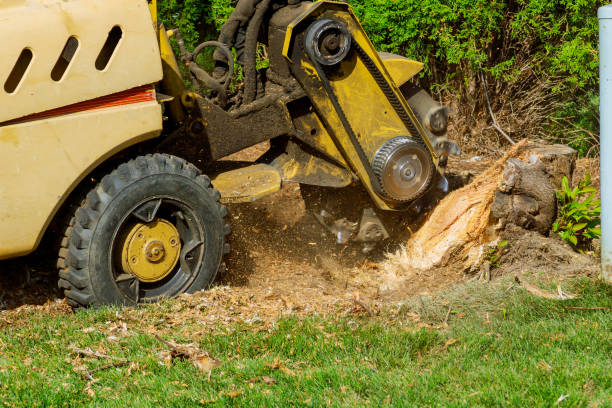 Best Storm Damage Tree Cleanup  in Dry Ridge, KY