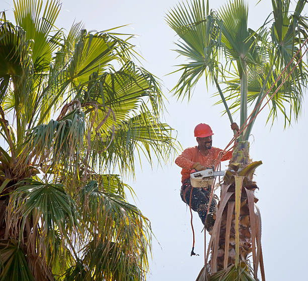 Best Tree Risk Assessment  in Dry Ridge, KY