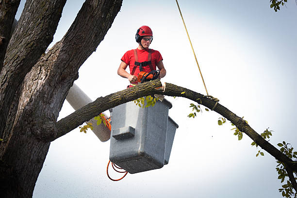 Best Tree Removal  in Dry Ridge, KY
