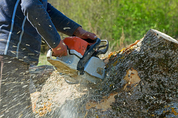 Best Root Management and Removal  in Dry Ridge, KY