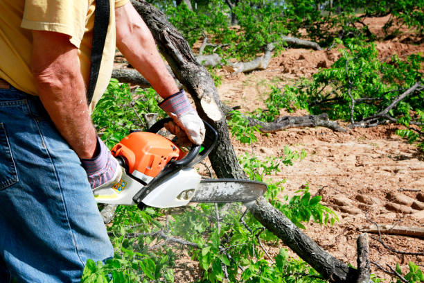 Leaf Removal in Dry Ridge, KY
