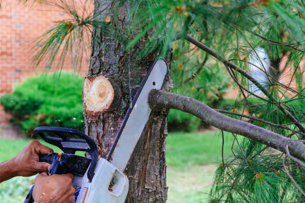 Best Tree Preservation Services  in Dry Ridge, KY